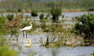 De vogels van Tiengemeten