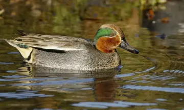 Wintervogels-excursie in natuurgebied Waalenburg
