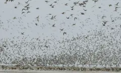 Trekvogelwandeling op Schiermonnikoog