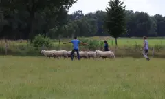Promotiefilm teambuilding schapendrijven