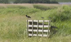 Wad- en weidevogelexcursie Hegewiersterfjild