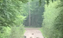 Wild hert zwijn