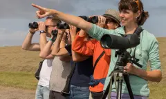 Vögel beobachten Schiermonnikoog