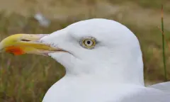 Broedvogelexcursie op Schiermonnikoog