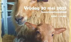 Lammetjesdag Orvelte