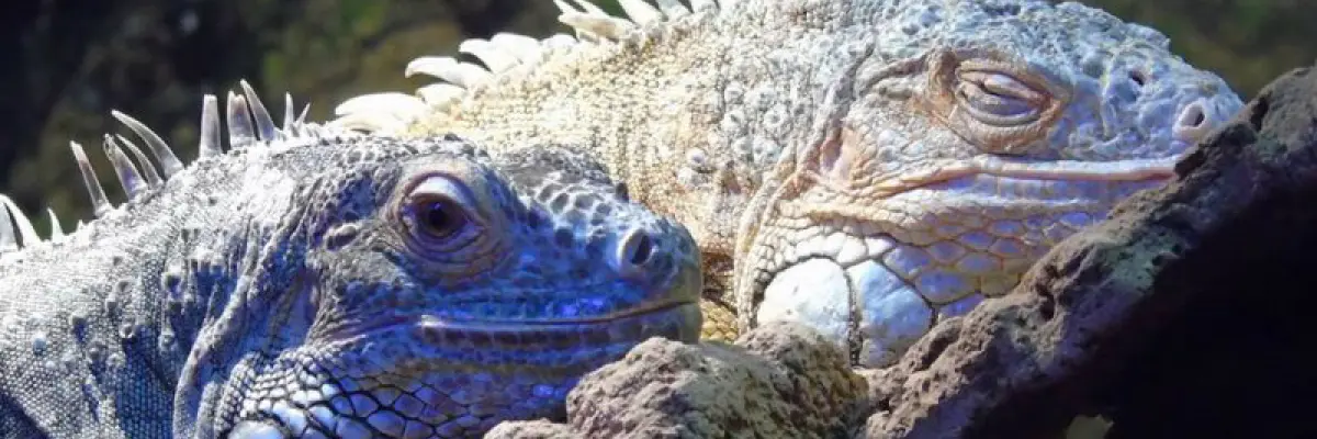 10. Reptielen zoo Iguana – Vlissingen